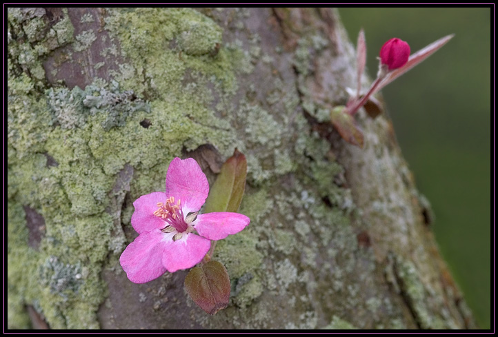 An open flower and a flower bud on a lichen-covered fruit tree.