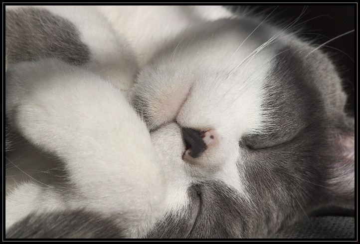 Duncan arrived on our doorstep as a very young stray four days after Hurricane Floyd swept through the area. The storm must have separated him from his family. The vet estimated that he was 5 weeks old and hadn\'t eaten in four or five days. He is now a very happy and very vocal house cat.