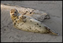 A lone harbor seal who hauled himself onto the beach to enjoy a sunny day. The sun was setting behind the sand dunes when I took this shot. Parker River Wildlife Sanctuary, Plum Island, Newbury, Massachusetts (US).