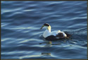 This is a male Eider Duck. The Eider is a sea duck famous for its soft down. Taken in Gloucester, Massachusetts (US).
