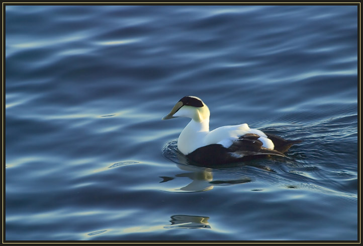 This is a male Eider Duck. The Eider is a sea duck famous for its soft down. Taken in Gloucester, Massachusetts (US).