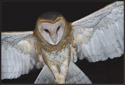 The distinctive heart-shaped face of the Barn Owl directs sound to the hunter\'s ears. It uses its hearing to hunt its prey. The fuzzy trailing edges of its wings allow the owl to fly silently.