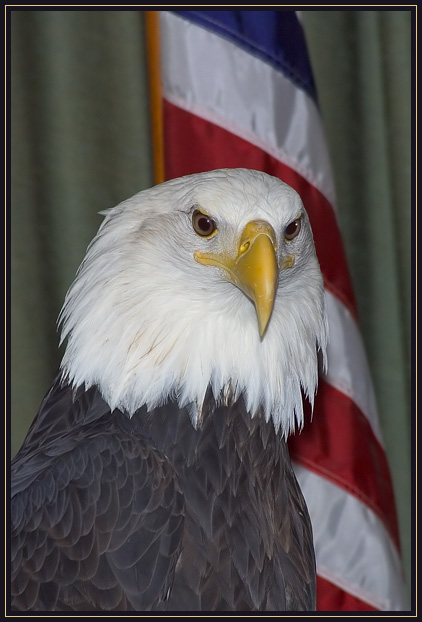 The Bald Eagle is the national symbol of the United States of America. What is surprising is that this majestic bird was almost hunted and polluted out of existense.