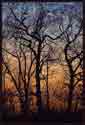 Sunset silhouette of several leafless trees at the end of winter. 