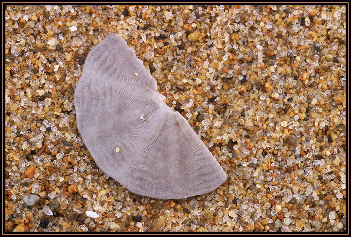 A broken sand dollar on the beach of the Parker River Wildlife Sanctuary in Massachusetts.