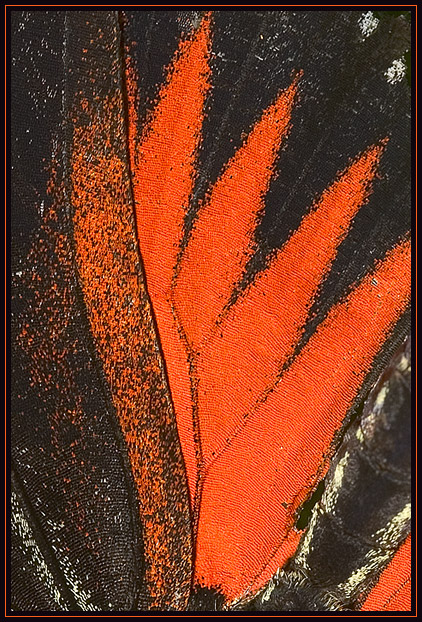 A closeup look at the scales on a butterfly\'s wings. I found the abstract patterns and colors to be very interesting. The full size version and the print have much more detail.