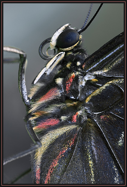 A close of up the body of the Blue Morpho butterfly. This butterfly has wings with bright blue top surfaces and brown and yellow spotted bottom surfaces. This view clearly shows the red and yellow hairs on its body. Cool temperatures kept this speciment perfectly still for a series of shots.