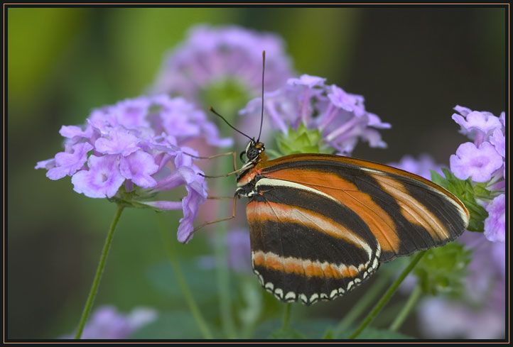 This Banded Orange butterfly is native to Central and South America.