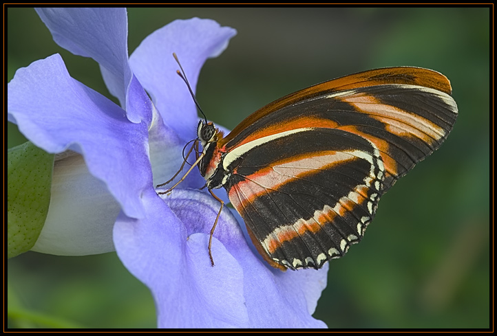 A Banded Orange butterfly, a native of Central and South America rests on a flower.