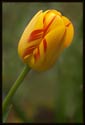 A yellow and red tulip growing in the Friends of Horticulture Science Center at Wellesley College, Wellesley, MA (US).