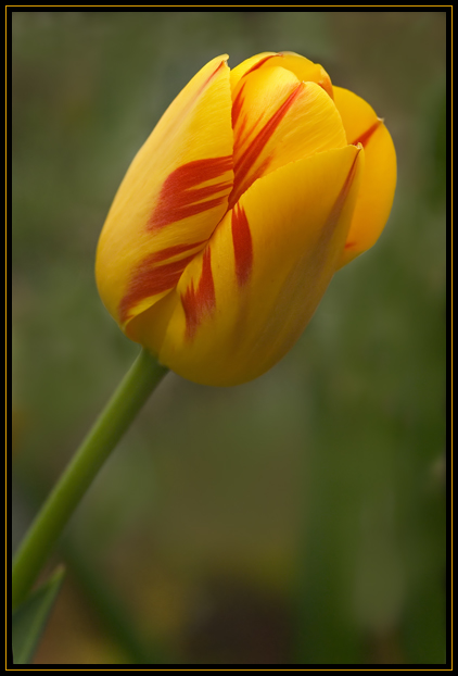 A yellow and red tulip growing in the Friends of Horticulture Science Center at Wellesley College, Wellesley, MA (US).