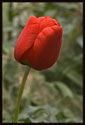 A red tulip growing in the Friends of Horticulture Science Center at Wellesley College, Wellesley, MA (US).