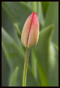A tulip a day or two before it opened. Taken with a diffuser to the right and a reflector to the left of the flower.