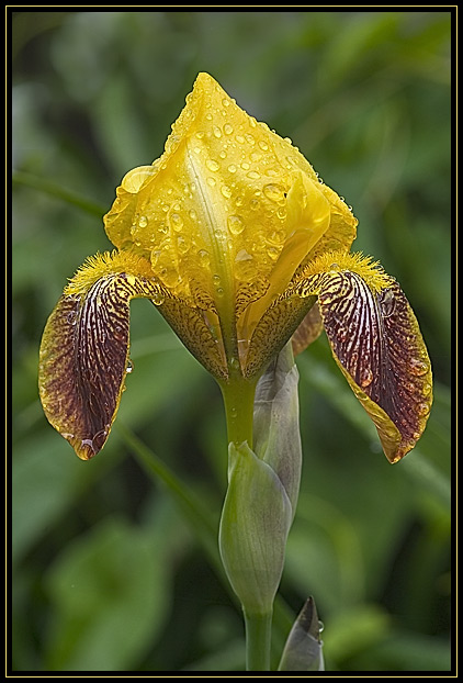 A bright yellow iris in the garden next to my house. Taken after a morning rain.