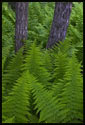 Many ferns surround two young trees in the woods.