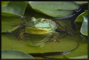 A large frog quietly sitting on lily pads in small pond in Ipswich, Massachusetts (US). The frog stayed there for at least ten minutes while I took a series of pictures.