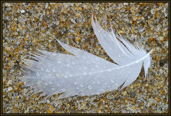 A very small, wet feather lying on the coarse sand on Plum Island, Massachusetts (US).