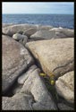 Flowers grow in the cracks of giant granite slabs at Halibut State Park in Rockport, Massachusetts (US).