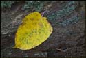 Bright, early-autumn leaf on an old, decaying log.