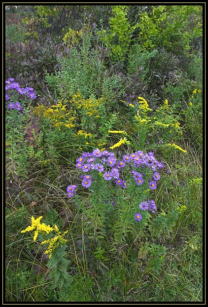 A mixture of common New England plants in the autumn including goldenrod, aster, poison ivy, and others. Taken in a field bordering a marsh.