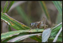 A young grasshopper (notice the underdeveloped wings) sitting on a blade of autumn grass.