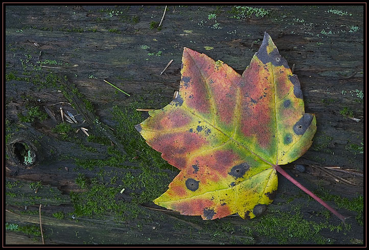 An autumn leaf from a tulip tree laying on a decaying log in the woods. The tulip tree, also known as the yellow poplar, is known for having a tall, straight trunk which used to be used for the masts of sailing ships.