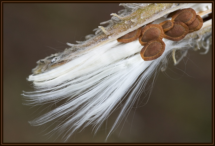 A milkweed seed pod beginning to split open and distribute its seeds. The slightest breeze can carry these seeds far from the parent plant.