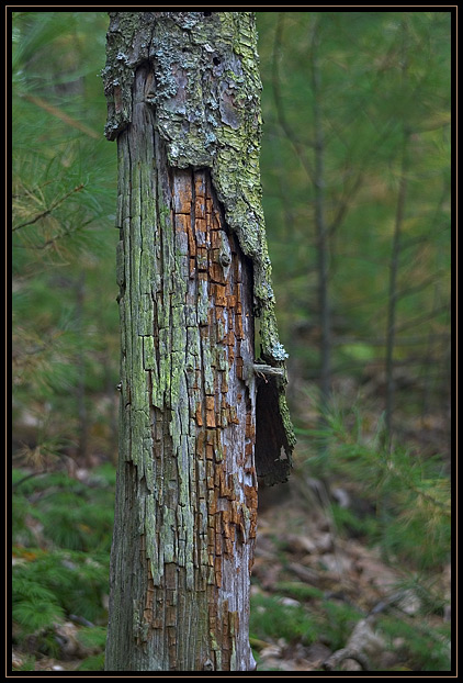 Nature slowly reclaims this tree in the Rowley-Georgetown State Forest in Massachusetts (US). The colors and textures of the decaying wood and the lichen caught my interest.