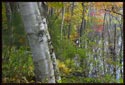 Small birch trees next to a wetland colored by autumn.