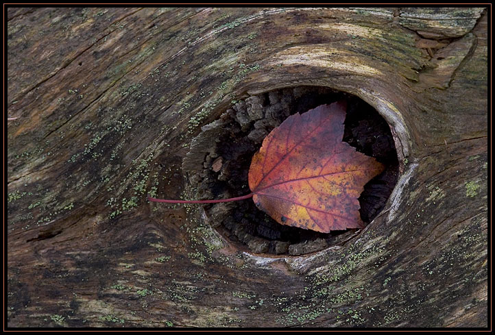 An autumn leaf resting in a hole in a fallen log. The colors and textures of the leaf and log are some of my favorite scenes in the forest.