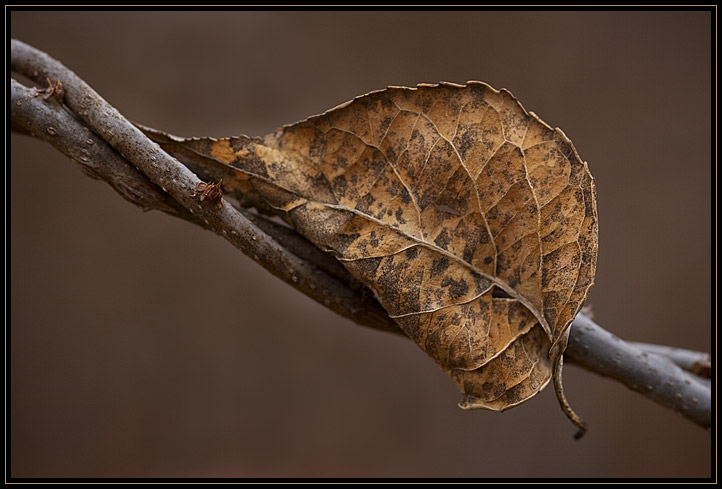 A dead leaf caught on its way to the ground by thin, intertwined branches. 