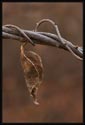 A dead leaf hanging from thin, twisted branches.
