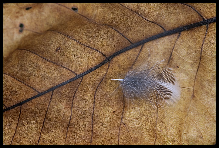 The branching pattern of this downy feather is similar to the pattern of the veins in the fallen leaf it rests on.