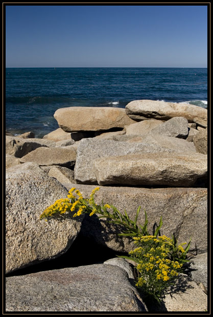 Goldenrod growing through piles of boulders next to the ocean at Halibut Point State Park, Rockport, Massachusetts (US).