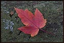 An autumn leaf resting on a decaying, fallen log in the woods. Taken in late October in Lynn Woods.