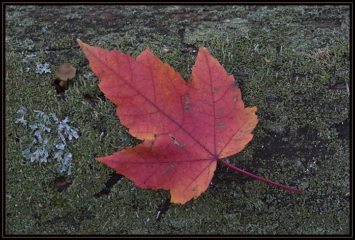 An autumn leaf resting on a decaying, fallen log in the woods. Taken in late October in Lynn Woods.