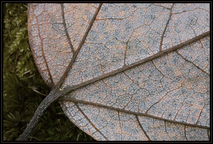 A closeup of the back of a leaf resting on moss. Taken with a macro lens and extension tubes in Lynn Woods on January 6th, 2007 when it was 69 degrees - an all-time record.