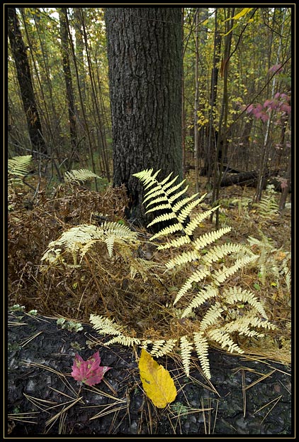 Yellowed autumn ferns in the woods. Taken in Lynn Woods, Lynn, Massachusetts (US).