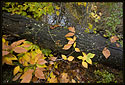 Colorful autumn leaves and berries on a fallen log.