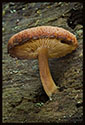 A small mushroom growing from a hole in a decaying, fallen tree. The tiny mushroom is feeding on the body of the giant.
