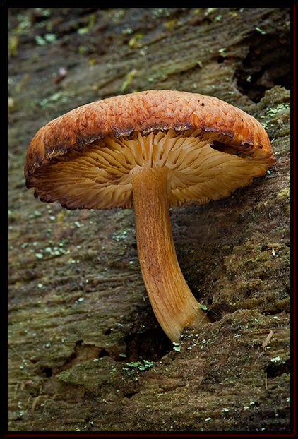 A small mushroom growing from a hole in a decaying, fallen tree. The tiny mushroom is feeding on the body of the giant.
