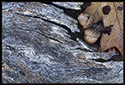Acorns resting in the hollow of an old, decayed log.
_MG_8208.psd